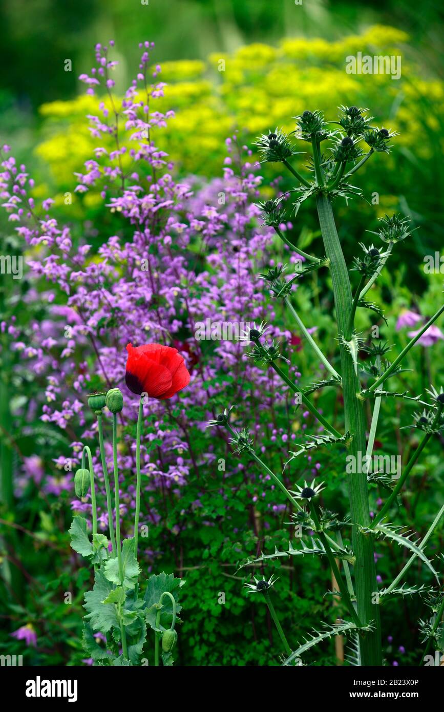 Papaver commutatum Ladybird,oriental poppy,red black spotted flowers,eryngium guatemalense,young plant,Thalictrum delavayi, meadow rue,flowers,floweri Stock Photo