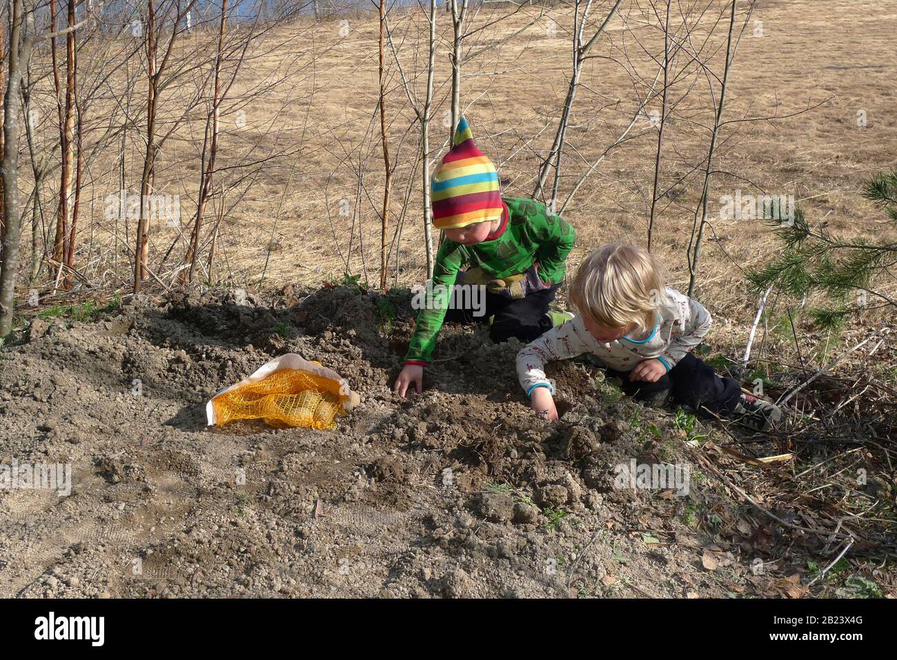 Children plant potatoes Stock Photo