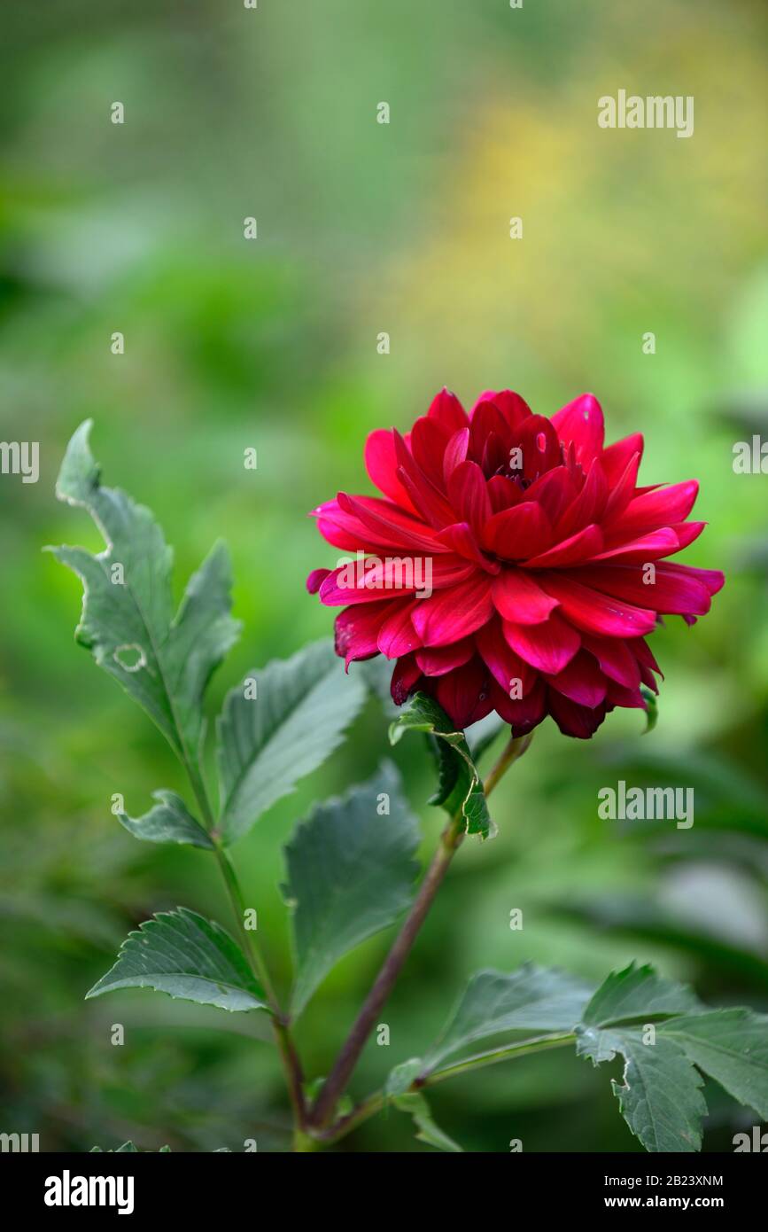 Karma amora dahlia hires stock photography and images Alamy