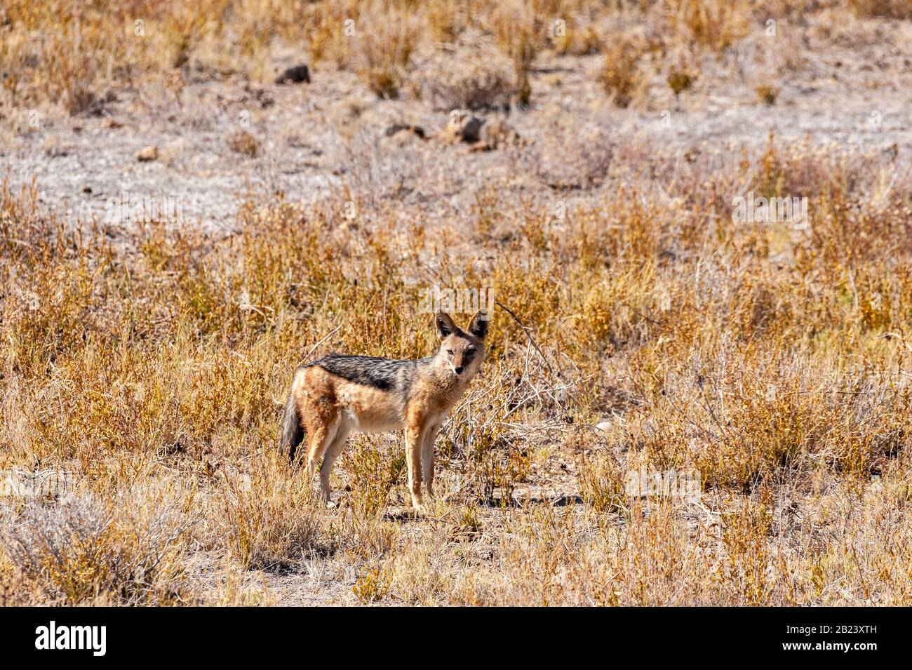 A sidestriped Jackal Canis Adustus hunting for prey in Etosha