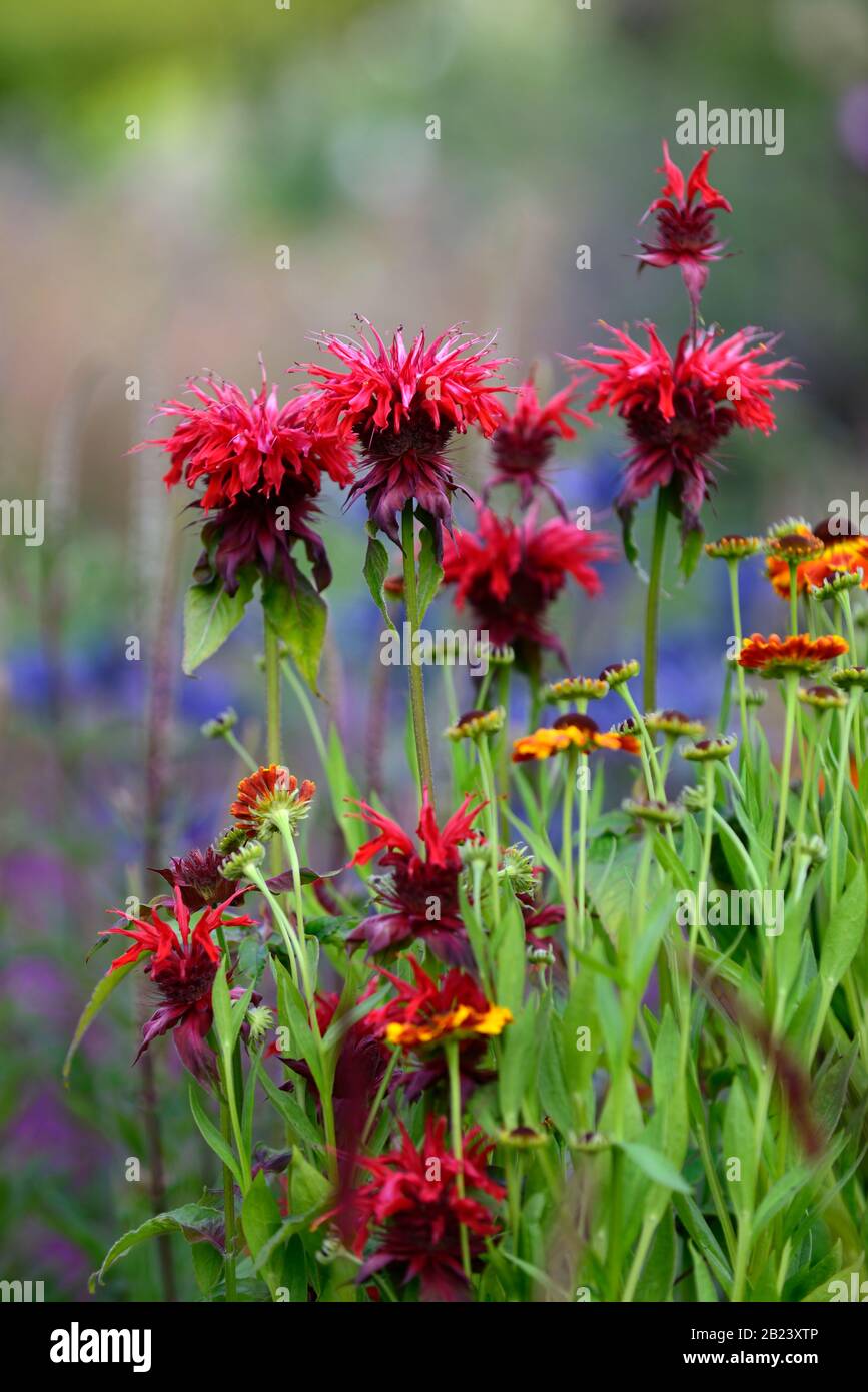 monarda jacob cline, bergamot,red flower,scarlet flowers,hot border,hot bed,perennials,beeebalm,bergamots,RM Floral Stock Photo