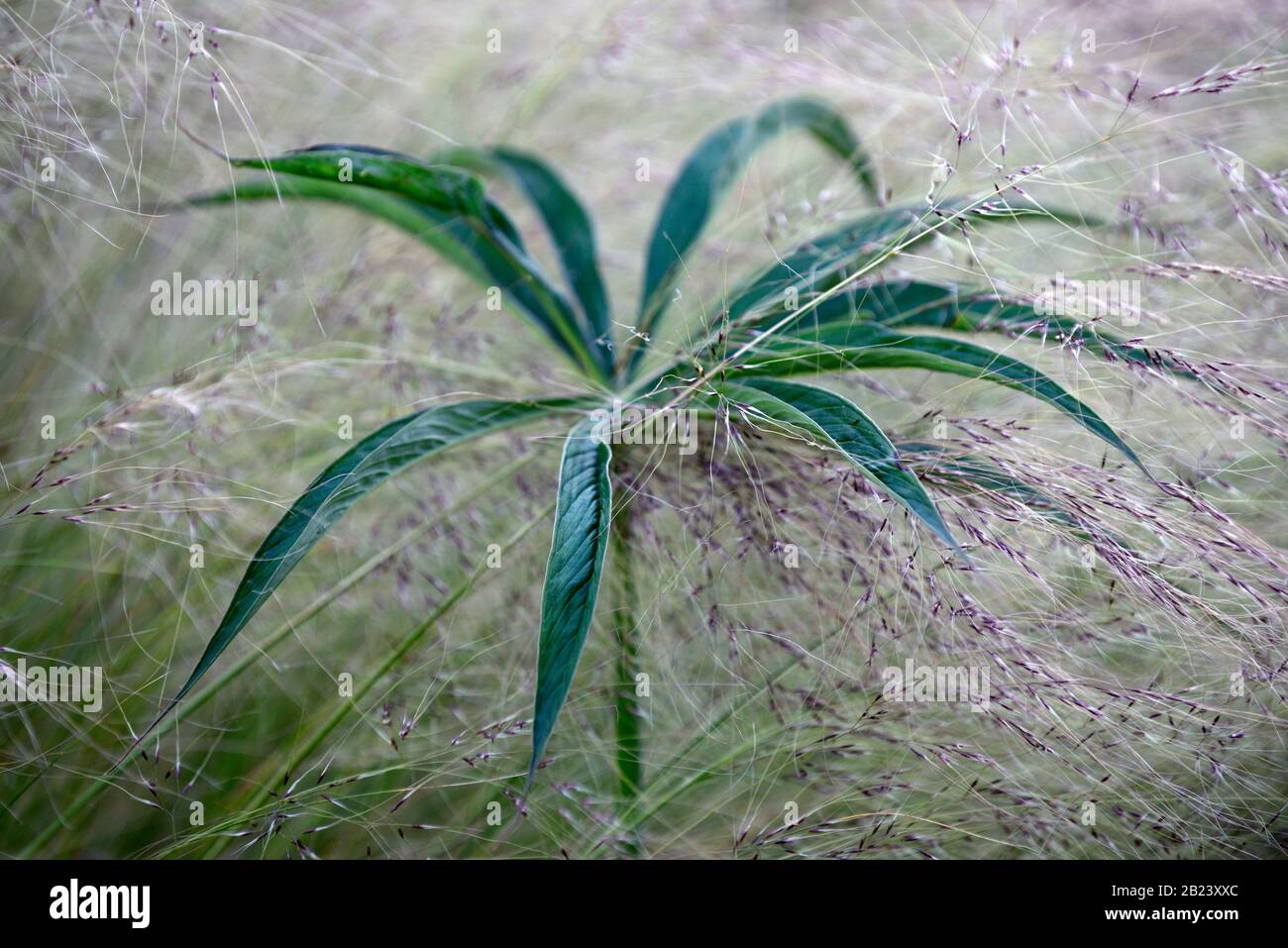 Stipa tenuissima Pony Tails,grass,grasses,green leaves foliage,mix,mixed planting scheme,combination,garden feature,RM Floral Stock Photo