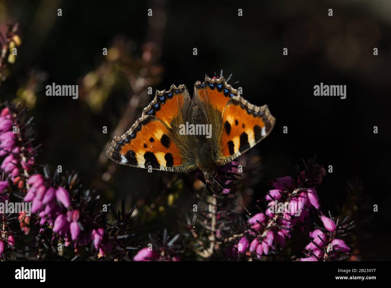 Butterfly 'Little fox' awakening from hibernation Stock Photo