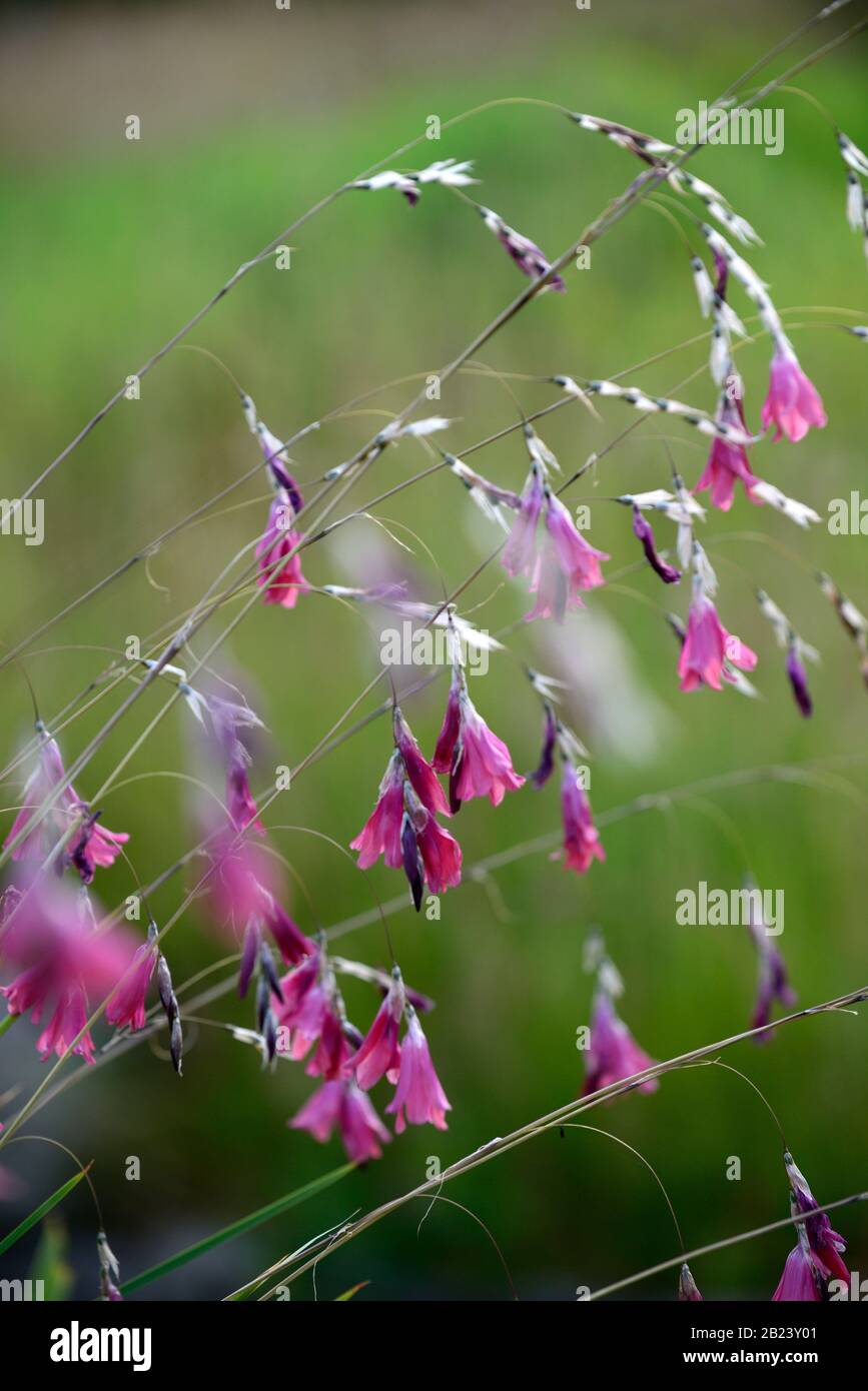 Dangling flowers hi-res stock photography and images - Page 3 - Alamy