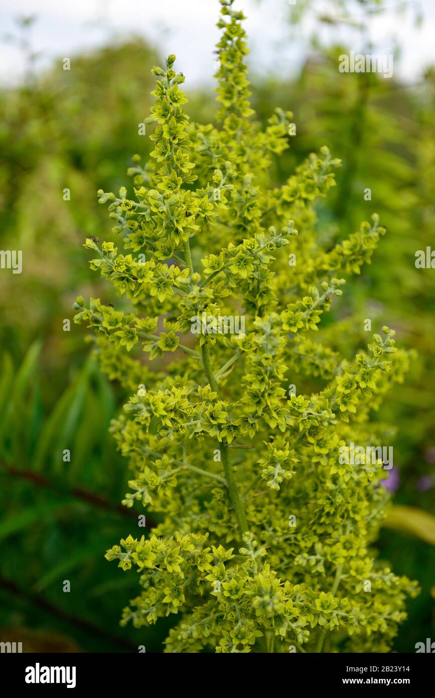 Veratrum viride,Indian poke,corn-lily,Indian hellebore,false hellebore,green false hellebore,giant false-helleborine,green flowers, large branched inf Stock Photo