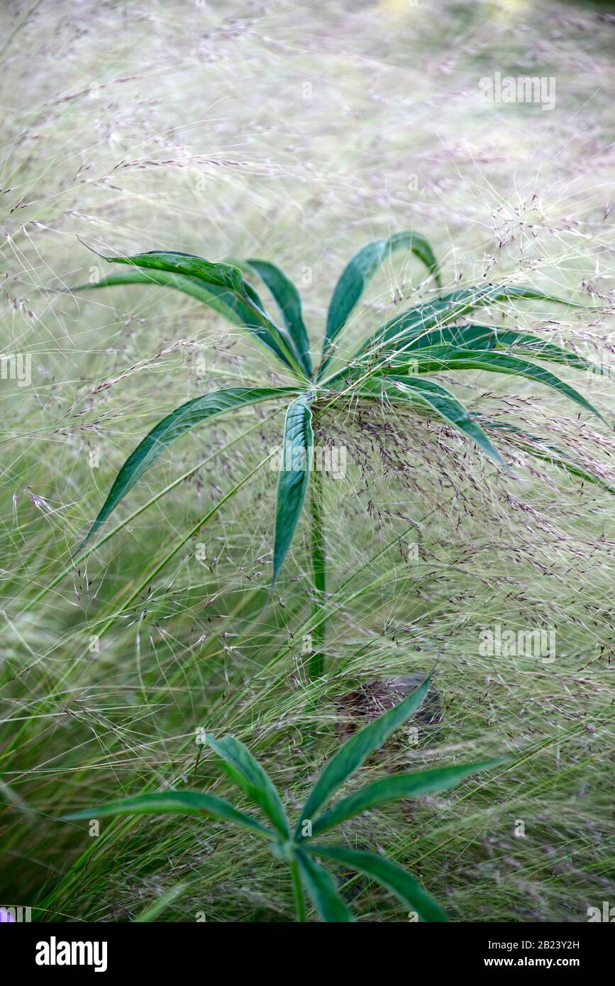 Stipa tenuissima Pony Tails,grass,grasses,green leaves foliage,mix,mixed planting scheme,combination,garden feature,RM Floral Stock Photo