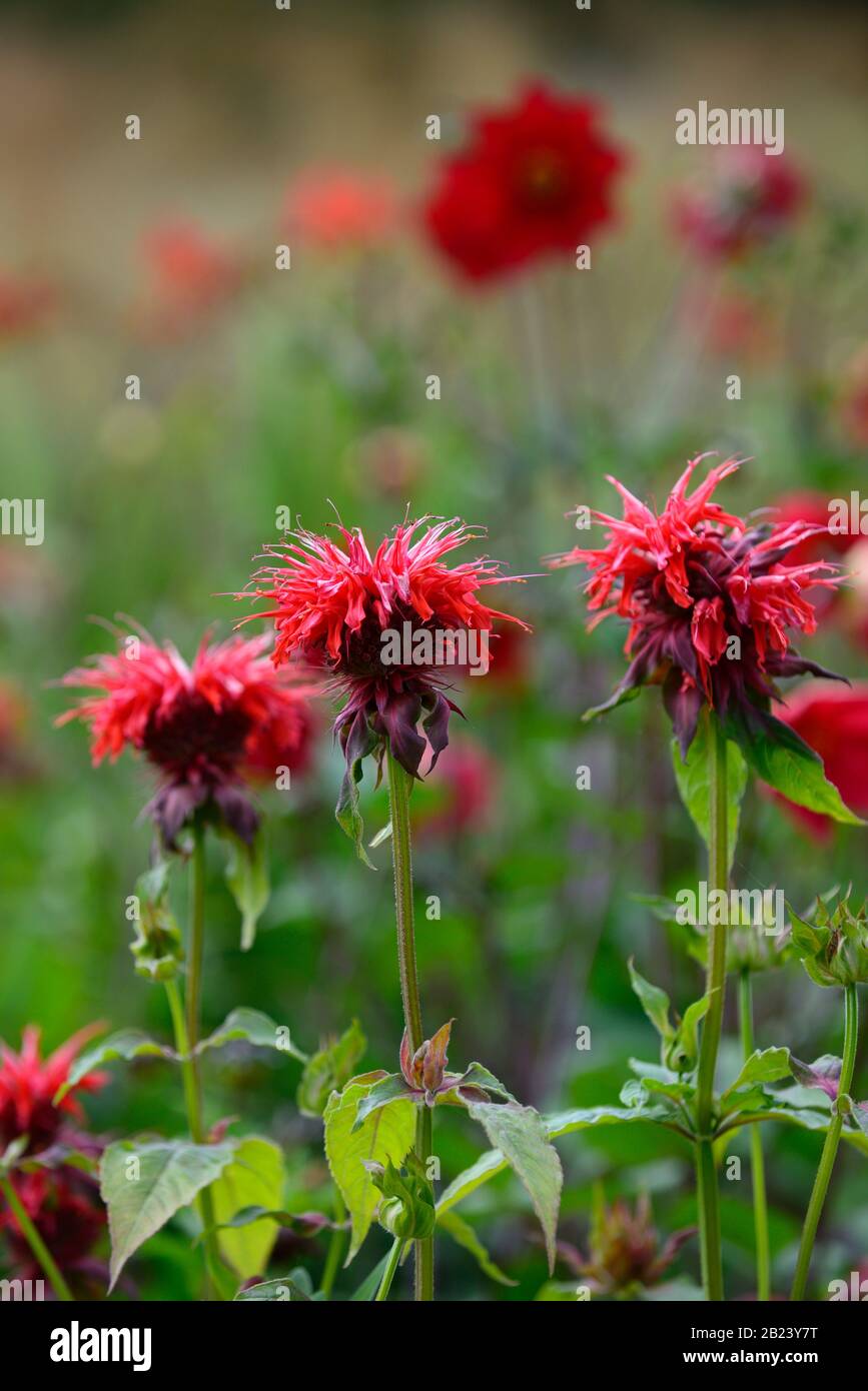 monarda jacob cline, bergamot,red flower,scarlet flowers,hot border,hot bed,perennials,beebalm,bergamots,RM Floral Stock Photo