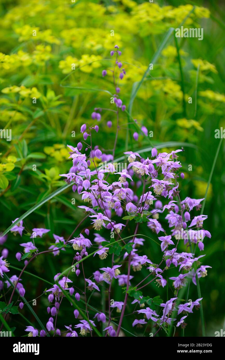 Thalictrum delavayi, meadow rue,purple lilac flowers,flower,flowering,perennial,spurge,euphorbia,RM Floral Stock Photo