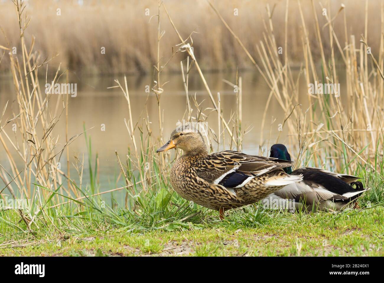 утка признак