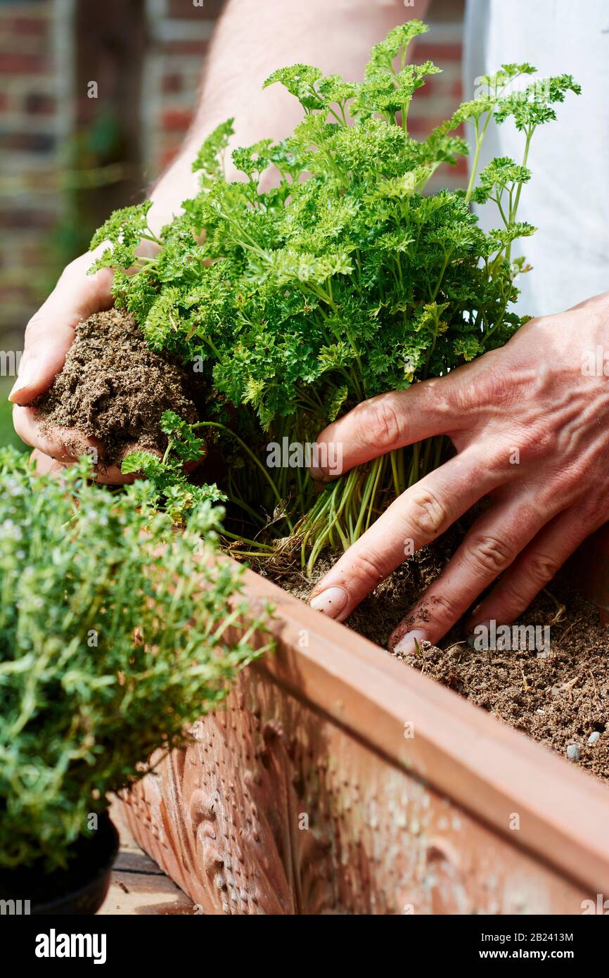 Gardner planting parsley in a terracotta container. Stock Photo