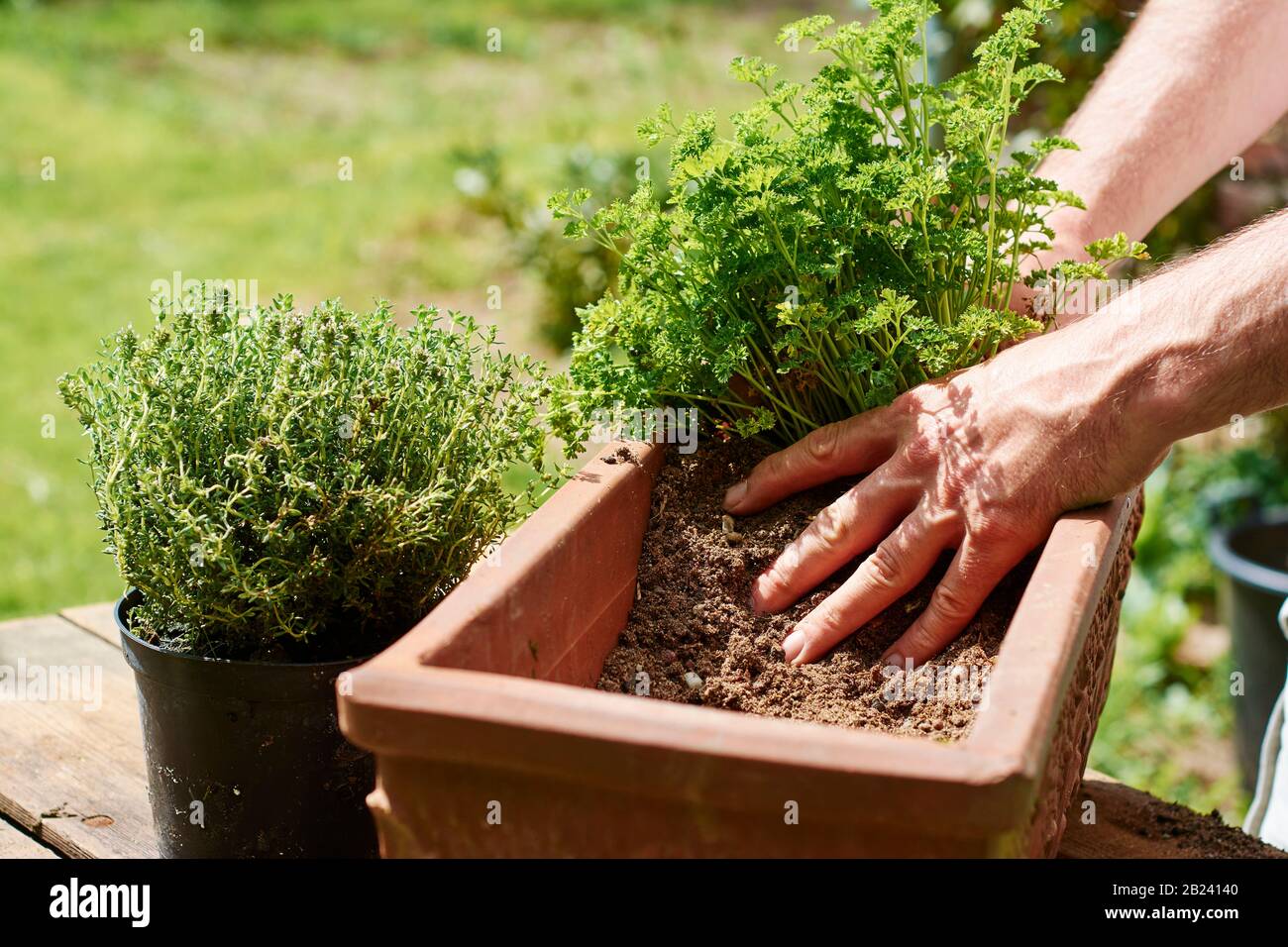 Gardner planting parsley in a terracotta container. Stock Photo