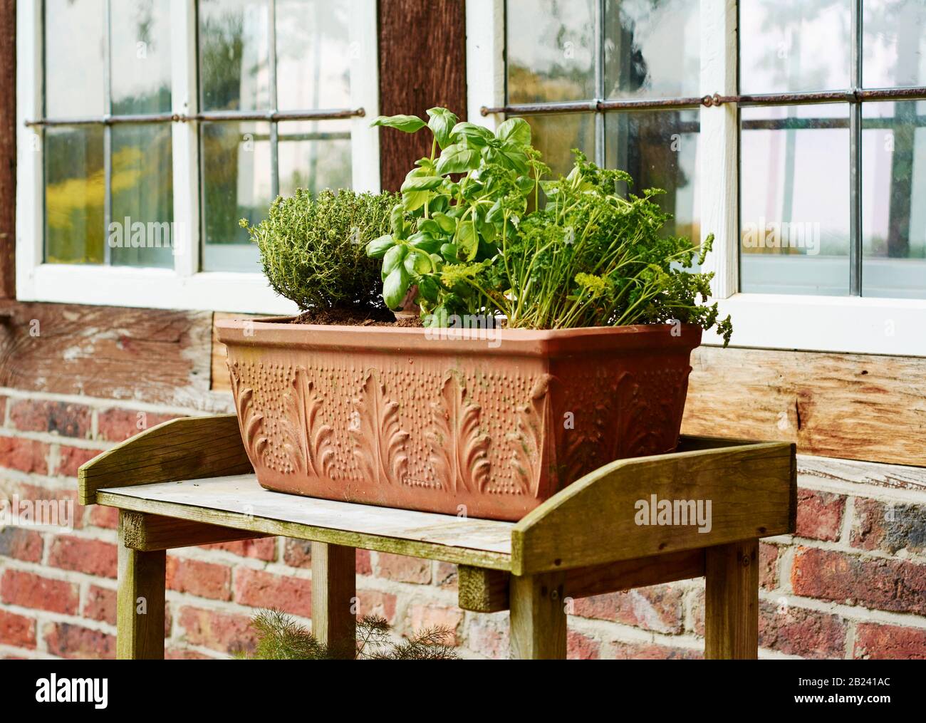 Kitchen herbs in a terracotta container in front of an old window. Stock Photo