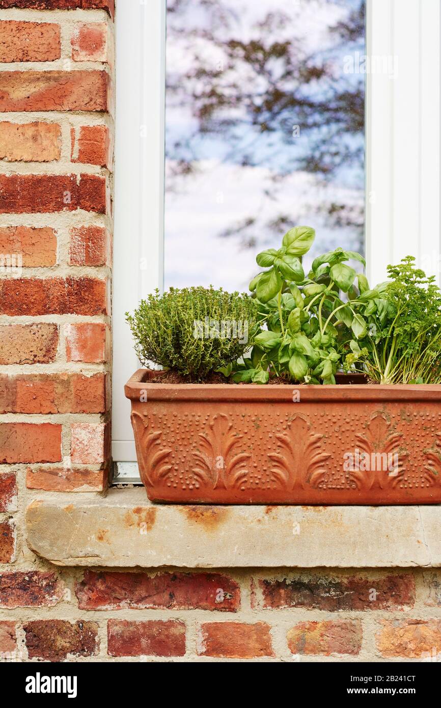 Kitchen herbs in a terracotta container on the window sill of a kitchen. Stock Photo