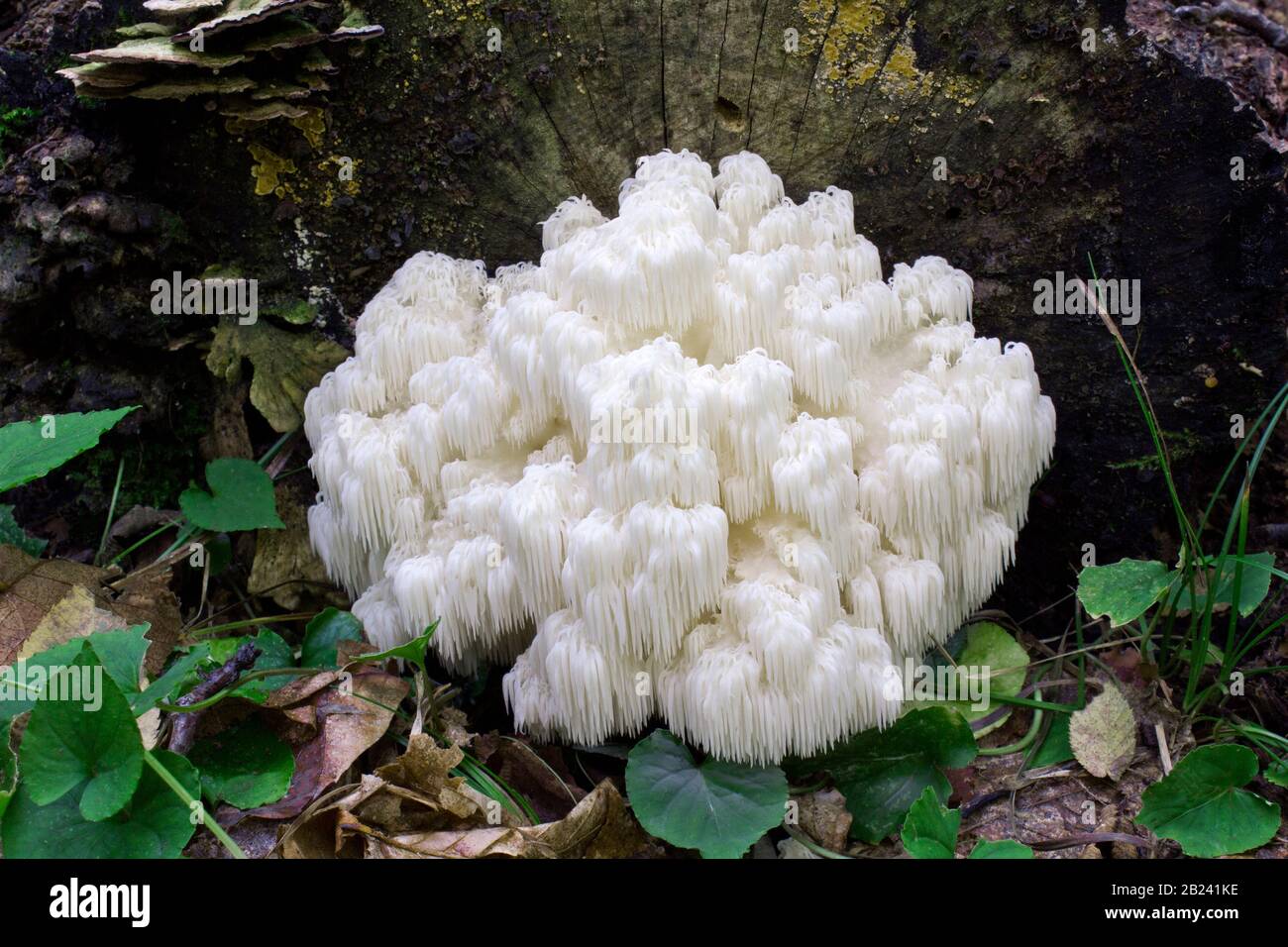 Coral Hedgehog Fungus, Hericium coralloides, growing ion a decaying log in Wayne County, Pennsylvania Stock Photo