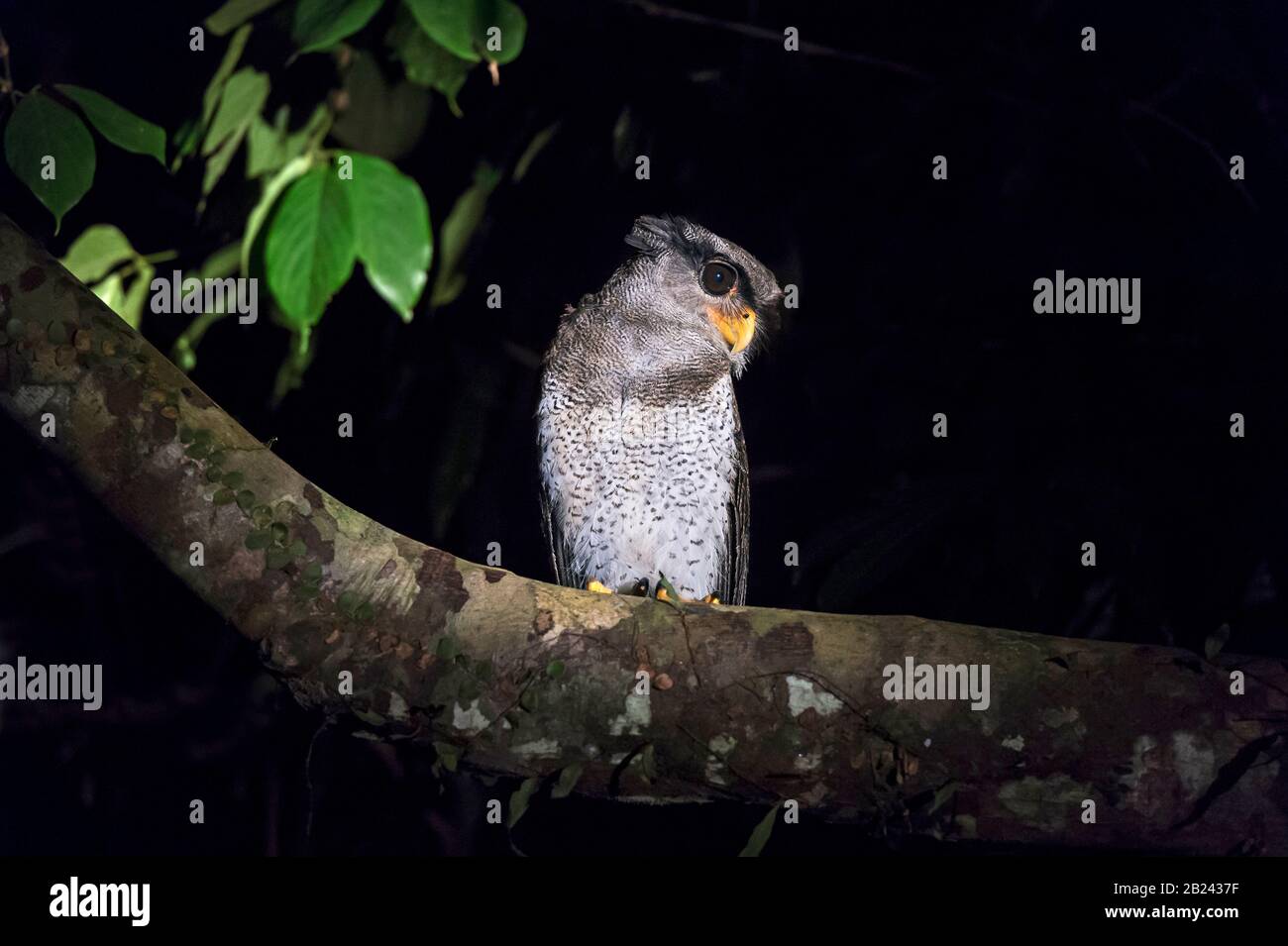 Barred eagle-owl (Bubo sumatranus), True Owl family (Stringidae), Danum Valley Conservation Area, Sabah, Borneo, Malaysia Stock Photo