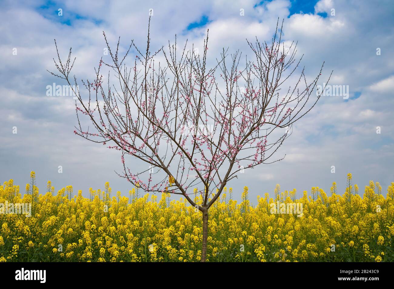 Spring in the Asia is beautiful blue sky with pink sakura or cherry blossom and filled mountain with yellow mustards flower. Stock Photo