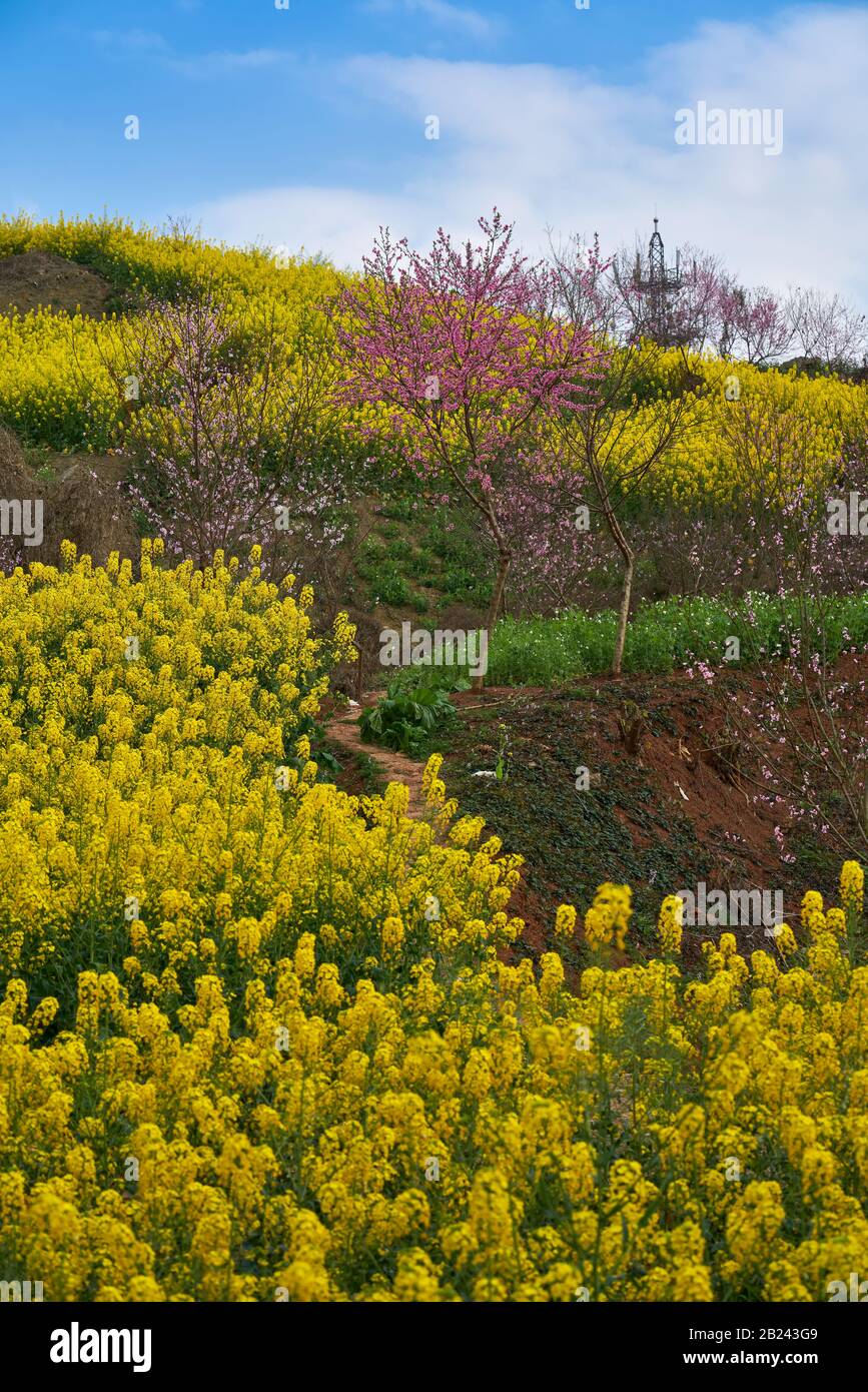 Spring in the Asia is beautiful blue sky with pink sakura or cherry ...