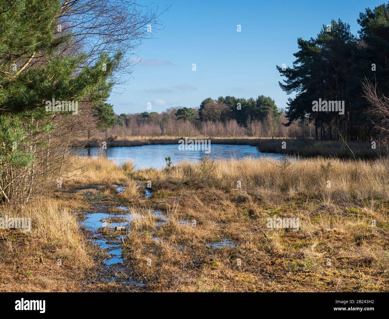 Pond and wet grassland in Skipwith Common National Nature Reserve, North Yorkshire, England Stock Photo