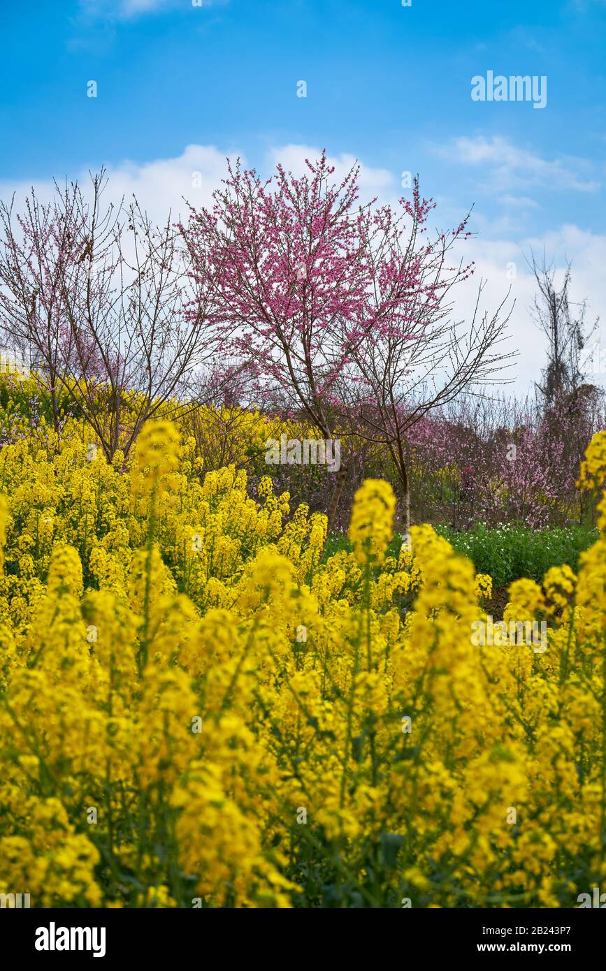 Spring in the Asia is beautiful blue sky with pink sakura or cherry ...