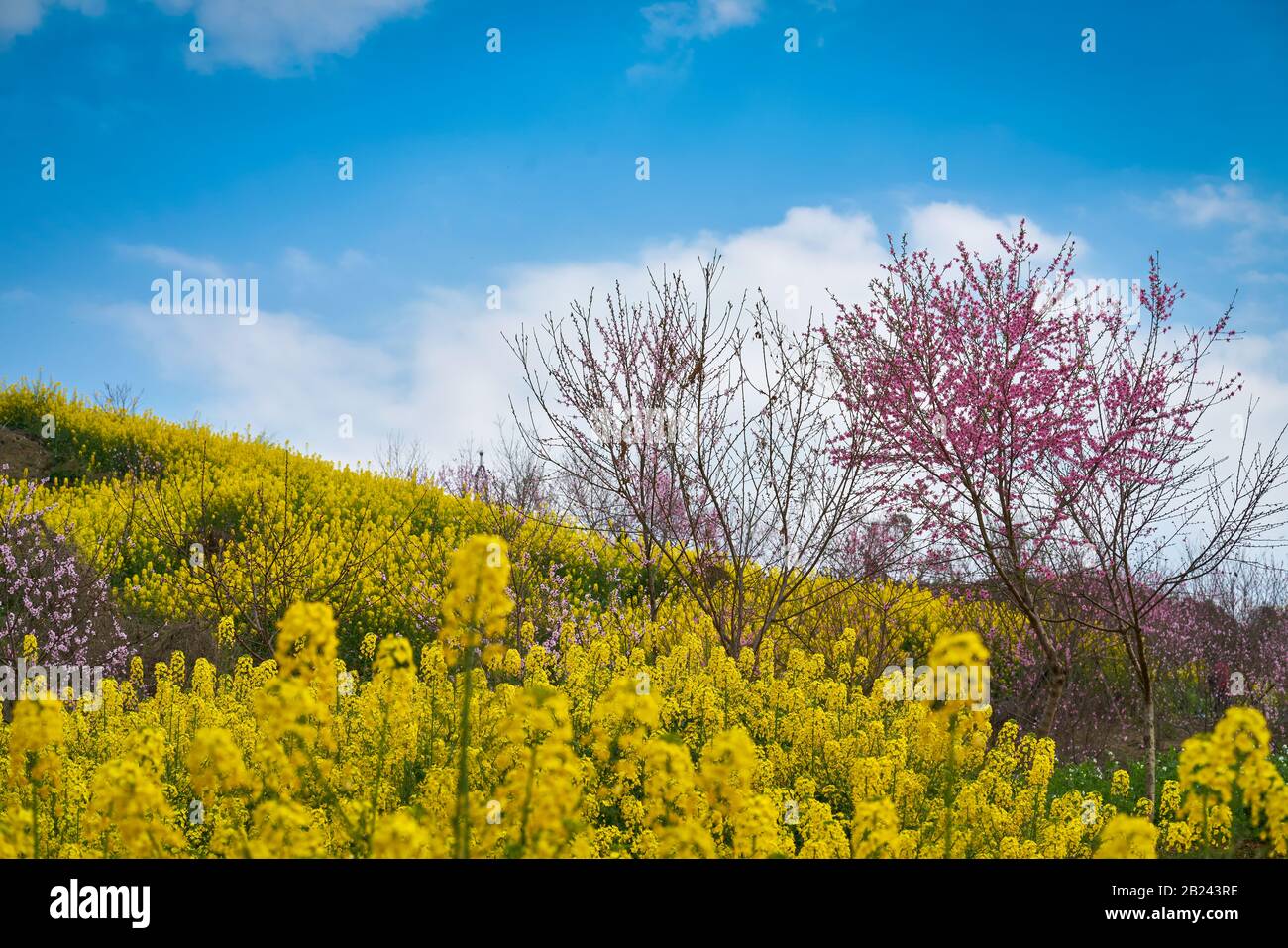 Spring in the Asia is beautiful blue sky with pink sakura or cherry blossom and filled mountain with yellow mustards flower. Stock Photo