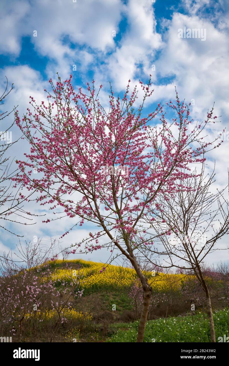 Spring in the Asia is beautiful blue sky with pink sakura or cherry blossom and filled mountain with yellow mustards flower. Stock Photo