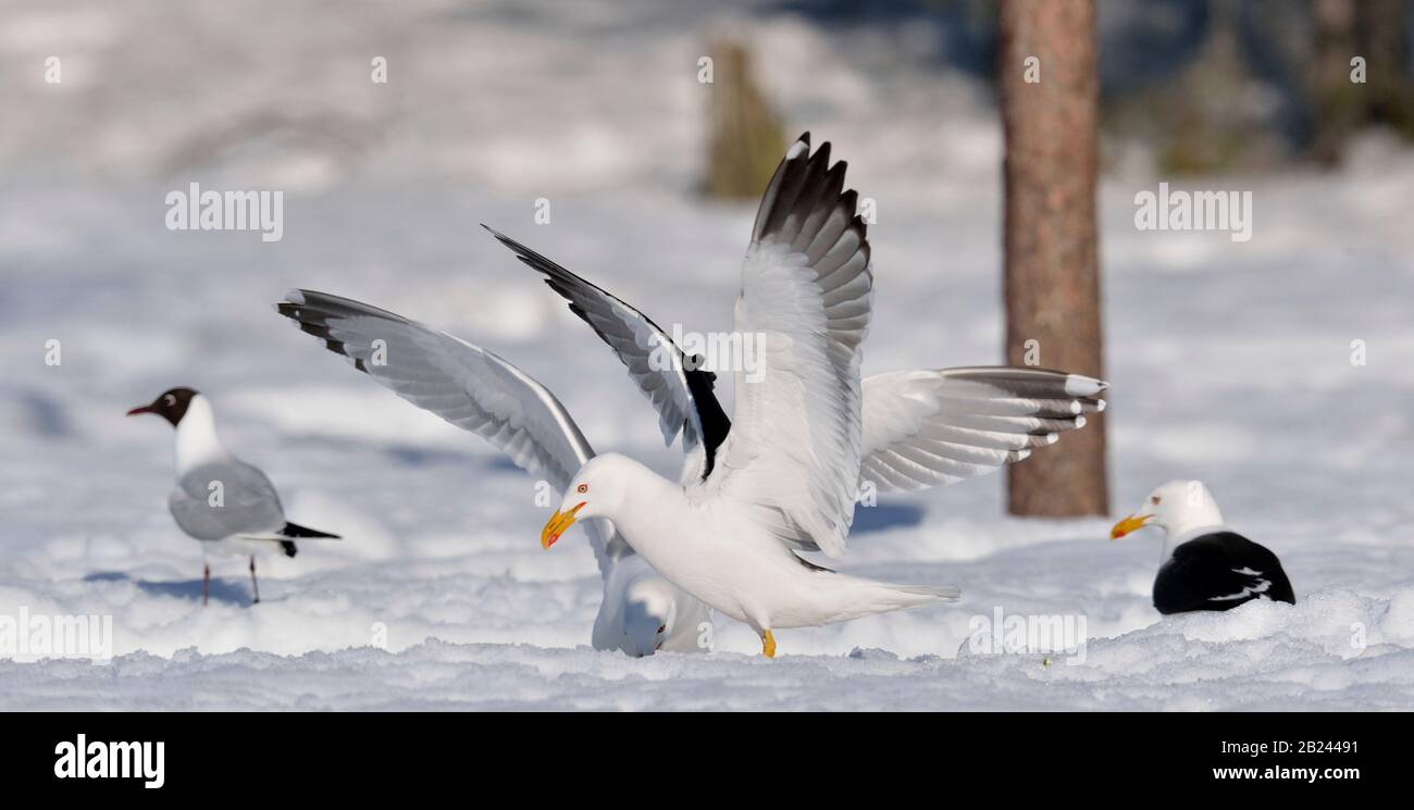 Seagull spread its wings. Sunny day in a winter forest. European herring gulls in winter. Scientific name: Larus argentatus. Stock Photo