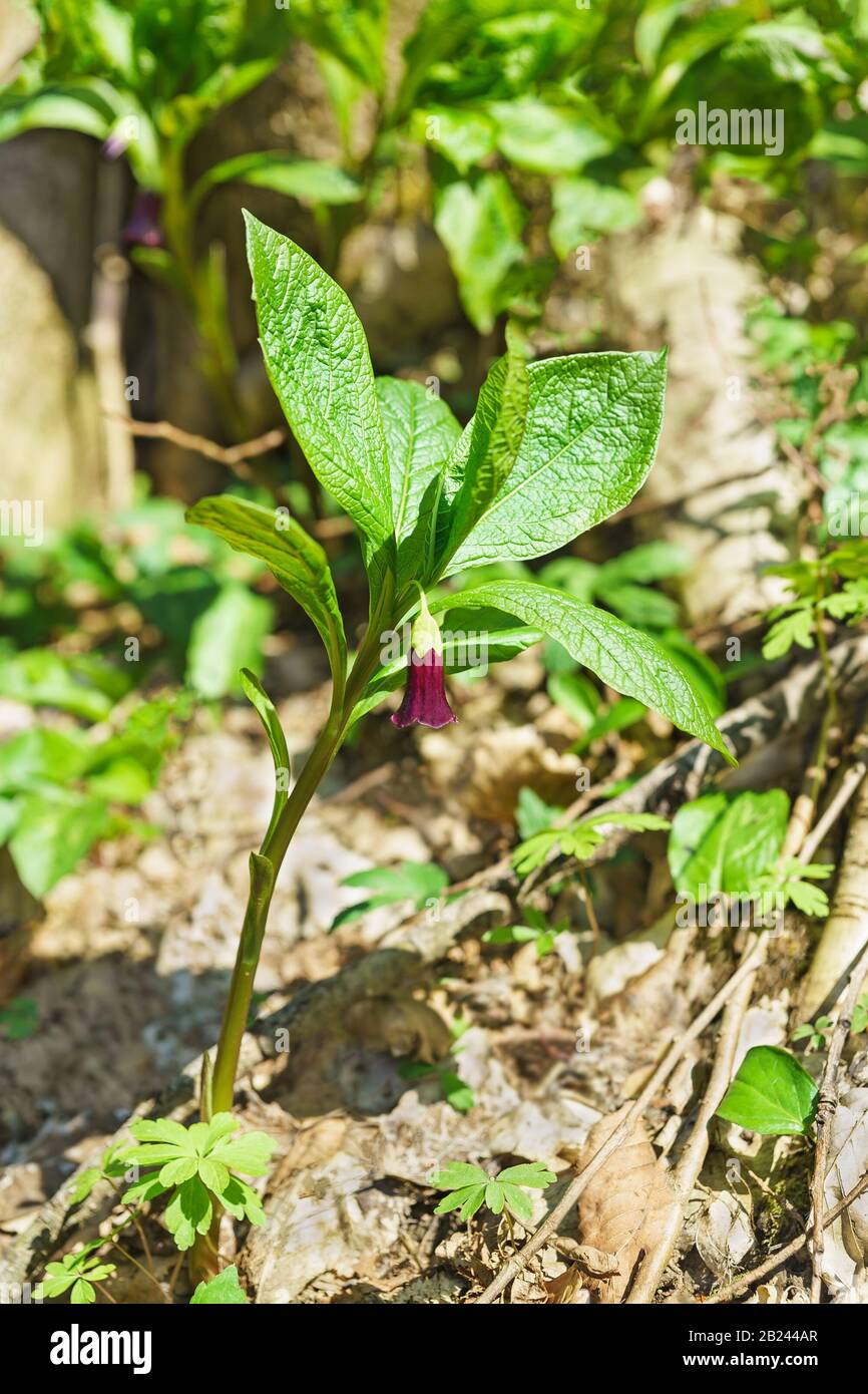 Flowering scopolii carniolica (Caucasian) in the spring deciduous forest Stock Photo
