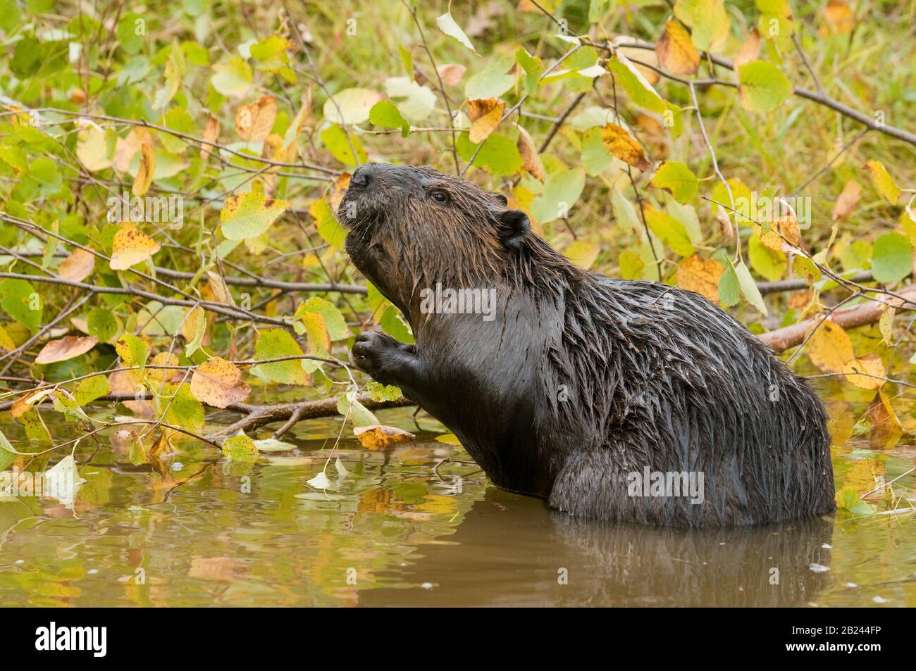 American Beaver (Castor canadensis) cutting Aspen tree (Populus