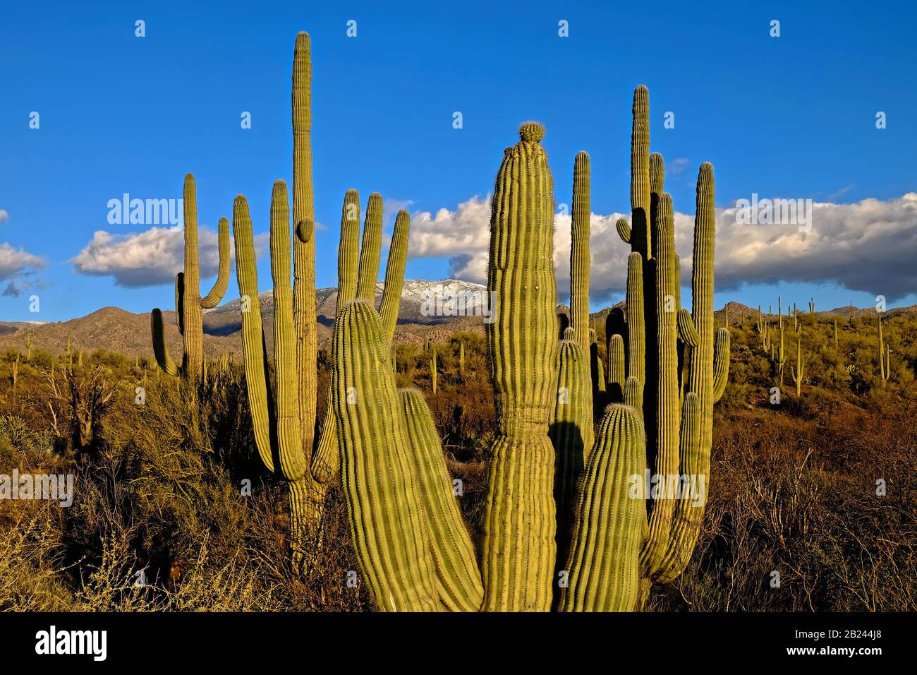 Desert Landscape With Saguaro Cactus. Tonto National Forest. Arizona. Apache Trail. Stock Photo
