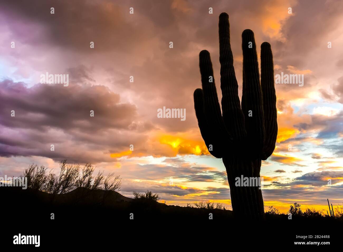 Saguaro Cactus at Sunset-McDowell Sonoran Preserve-Brown's Ranch. Scottsdale,Arizona. Tonto National Forest. Stock Photo
