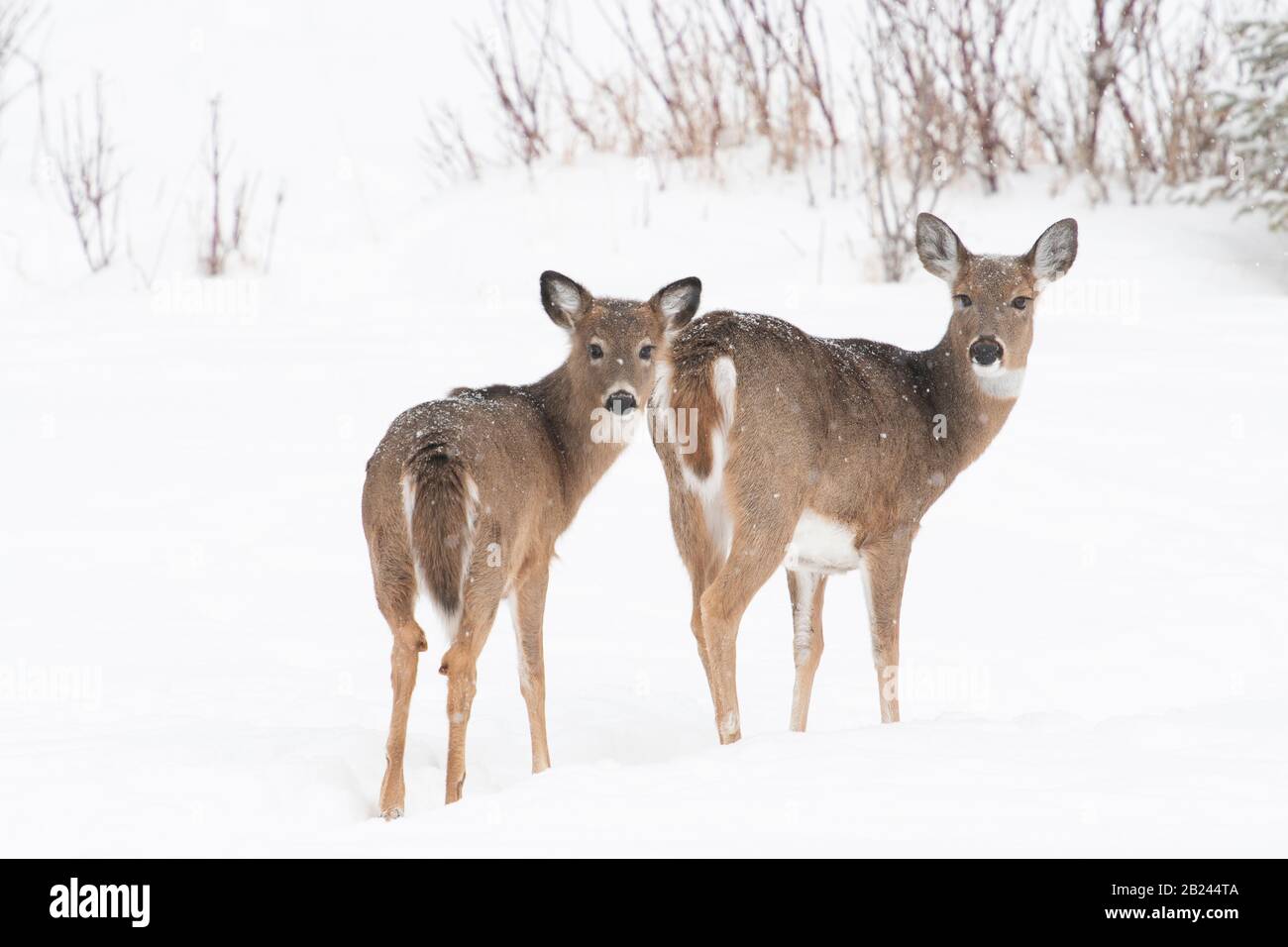 White-taile deer (Odocoileus virginianus), Winter, Eastern North America, by Dominique Braud/Dembinsky Photo Assoc Stock Photo
