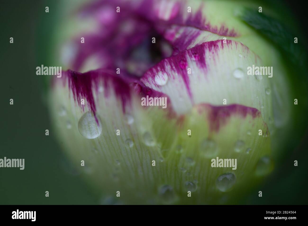 Nature concept & gardening macro of raindrops on flowerhead of Ranunculus asiaticus (Vanilla Bicolor variety). Copyspace Stock Photo