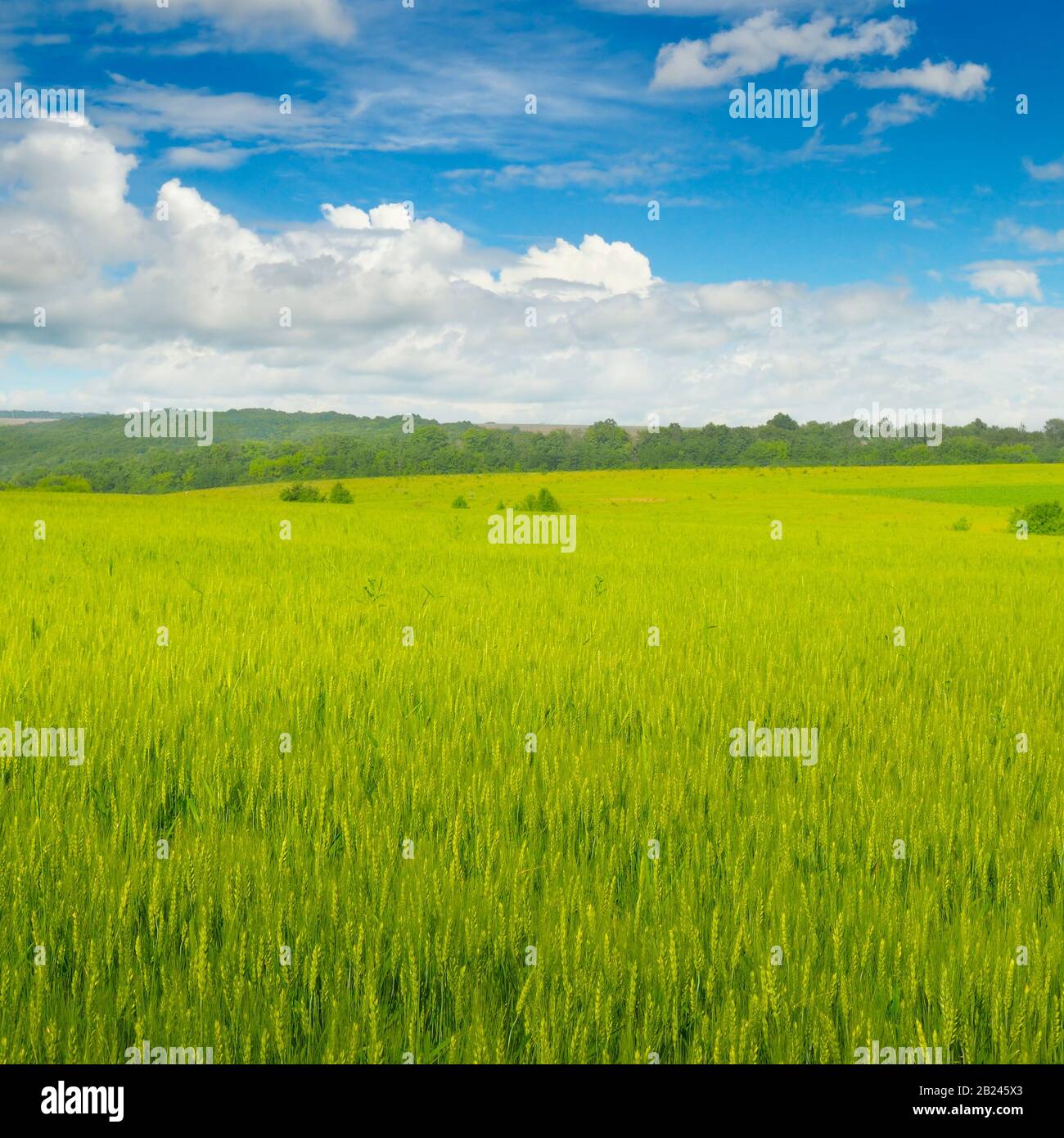 Wheat field and blue sky with light clouds Stock Photo - Alamy