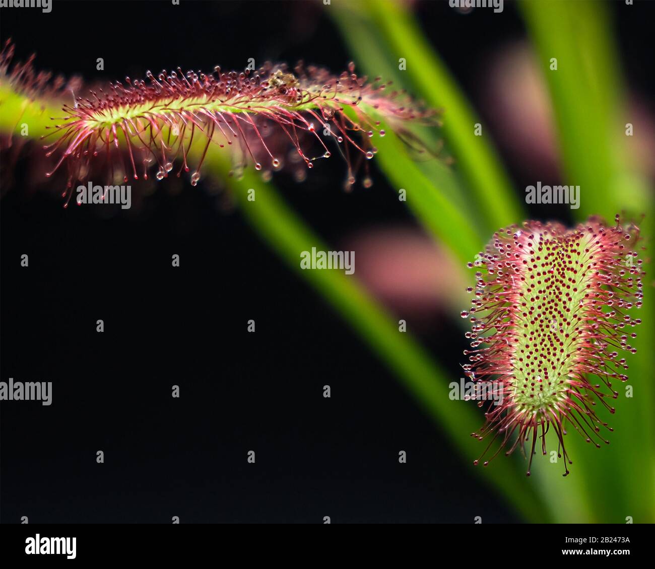 Cape Sundew High Resolution Stock Photography and Images Alamy