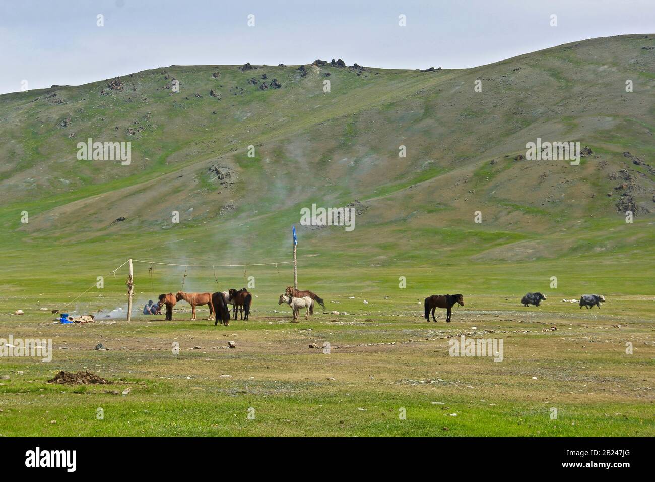 Animals of Mongolia. Horse, yak, birds and sheeps Stock Photo