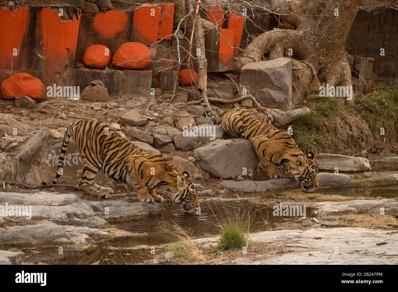 Two wild tigers (Panthera tigris tigris) drinking water from a rocky puddle near a Hindu temple, Ranthambore National Park, Rajasthan, Inida Stock Photo