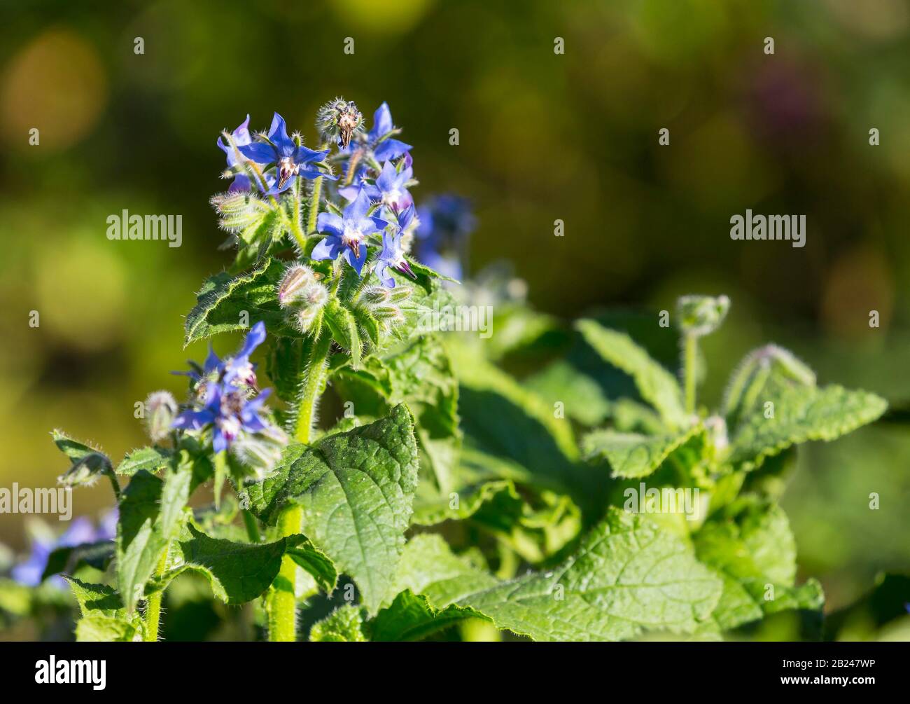 Flowers, borage (Borago), Germany Stock Photo