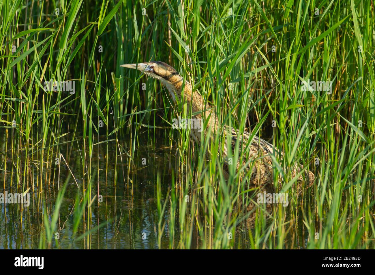 Eurasian bittern (Botaurus stellaris) adult bird standing in a reed bed