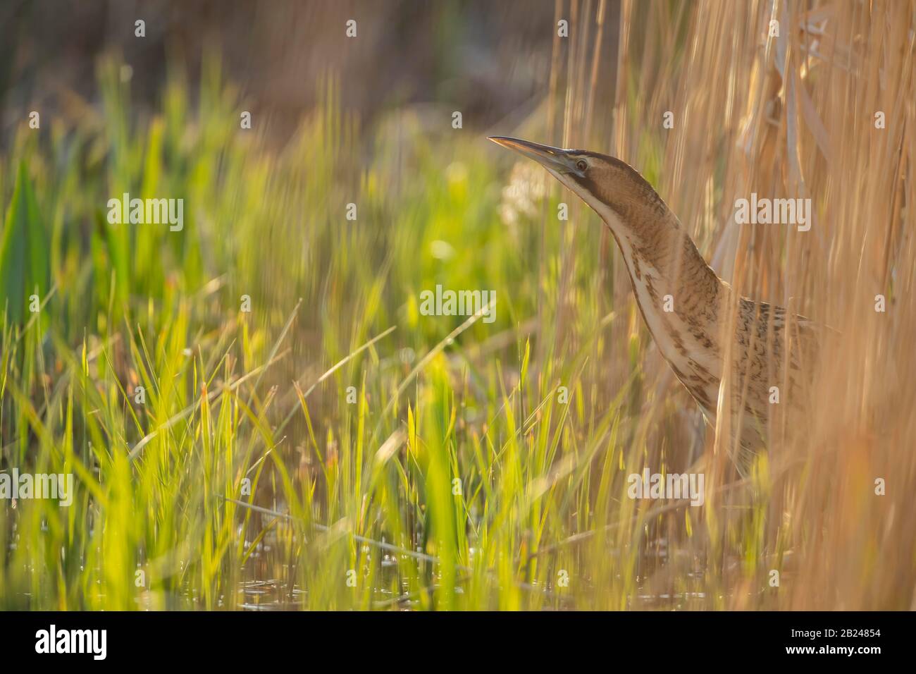 Eurasian bittern botaurus stellaris adult bird standing in reed bed hi