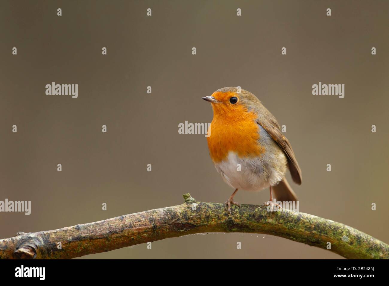 European robin (Erithacus rubecula), adult bird perched on a tree branch, Suffolk, England, United Kingdom Stock Photo