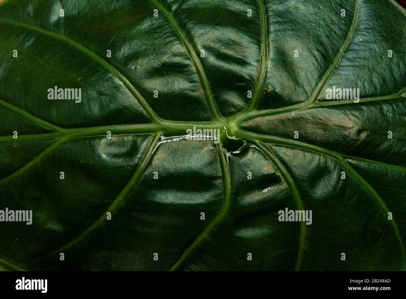 Detailed view, Green leaf with leaf veins, Botanical Garden, Dahlem, Berlin, Germany Stock Photo