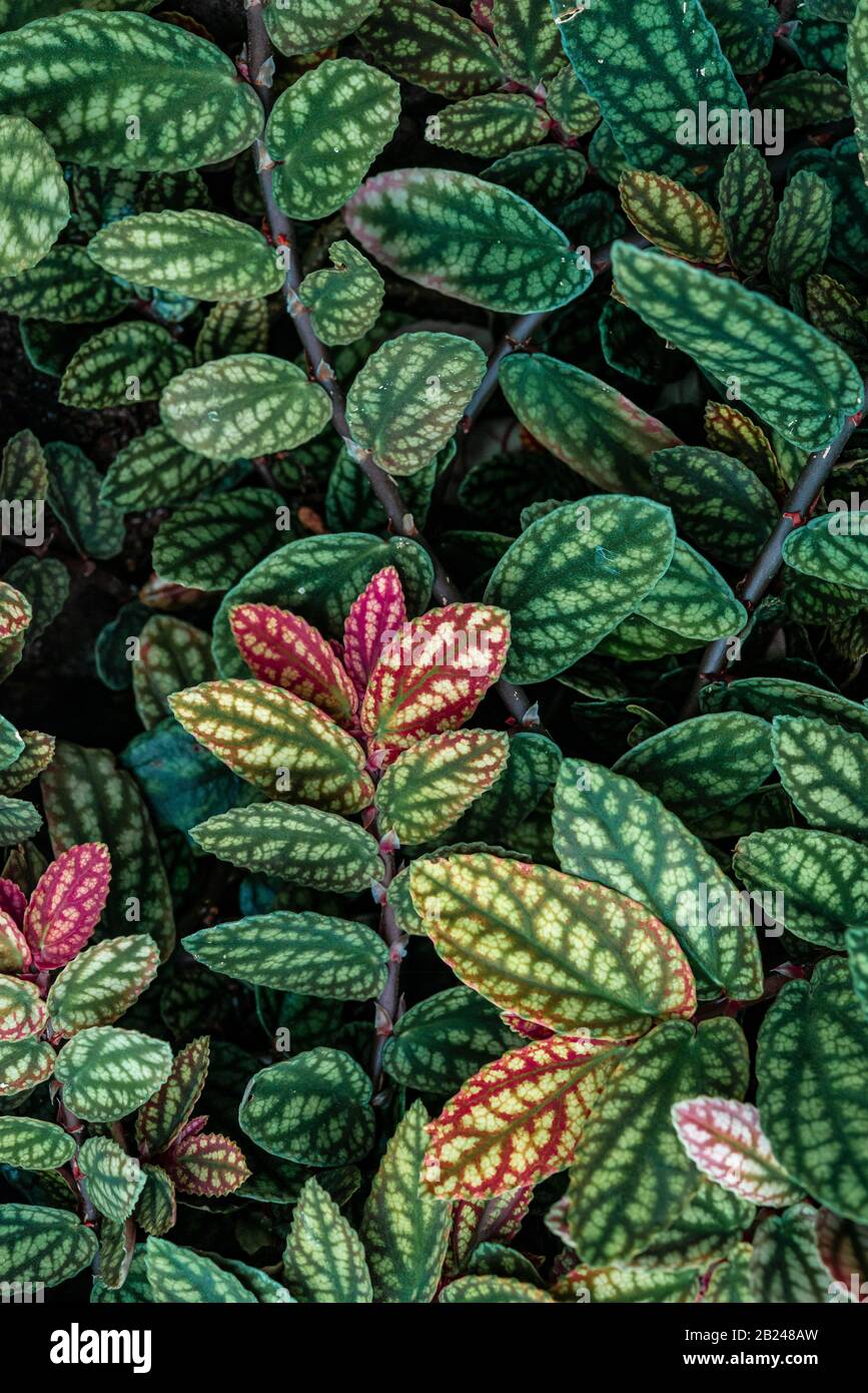 Green and purple patterned leaves, polka dot plant, dotted leaf