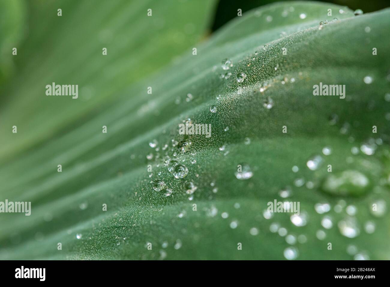 Water cabbage (Pistia stratiotes), lotus effect, water drops on a leaf, Botanical Garden Berlin, Berlin, Germany Stock Photo