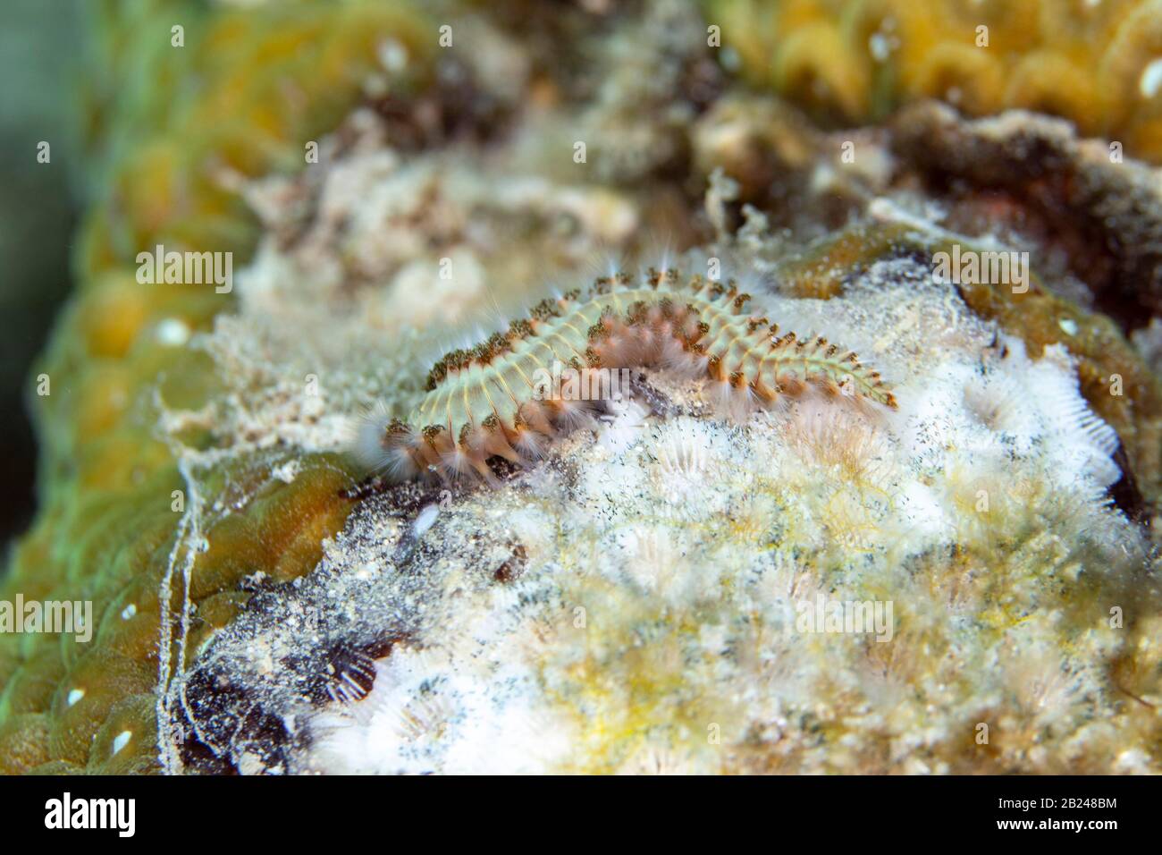 Bearded fireworm, bearded fireworm (Hermodice carunculata), Coral reef off Curacao, Caribbean Stock Photo