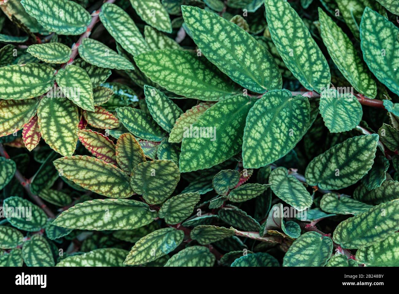 Green and purple patterned leaves, polka dot plant, dotted leaf (Hypoestes phyllostachya), Botanical Garden Berlin, Berlin, Germany Stock Photo
