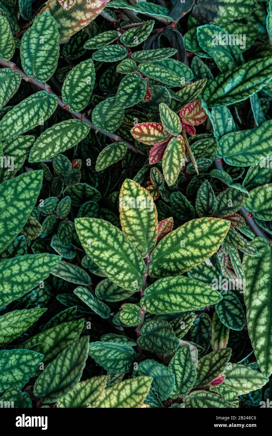 Green and purple patterned leaves, polka dot plant, dotted leaf