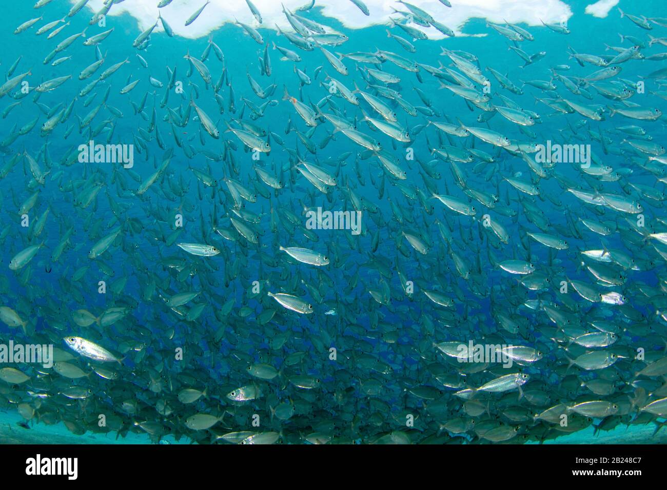 School of blue runner jackfish (Caranx crysos), Playa Grandi, Curacao Stock Photo