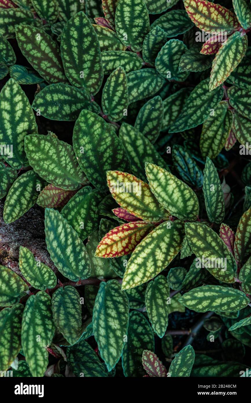 Green and purple patterned leaves, polka dot plant, dotted leaf (Hypoestes phyllostachya), Botanical Garden Berlin, Berlin, Germany Stock Photo