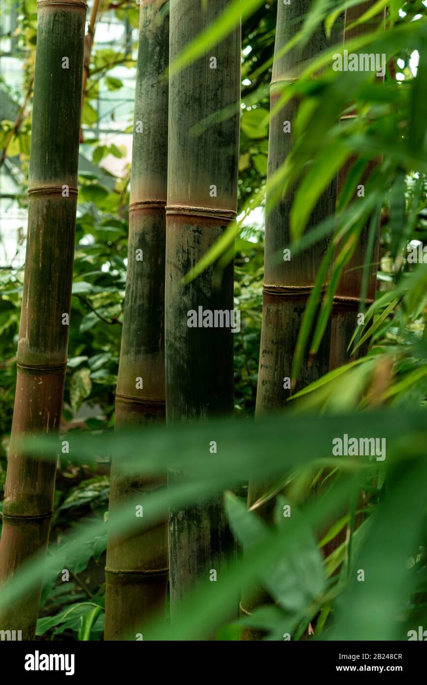 Bamboo (Bambusoideae), Botanical Garden, Dahlem, Berlin, Germany Stock ...