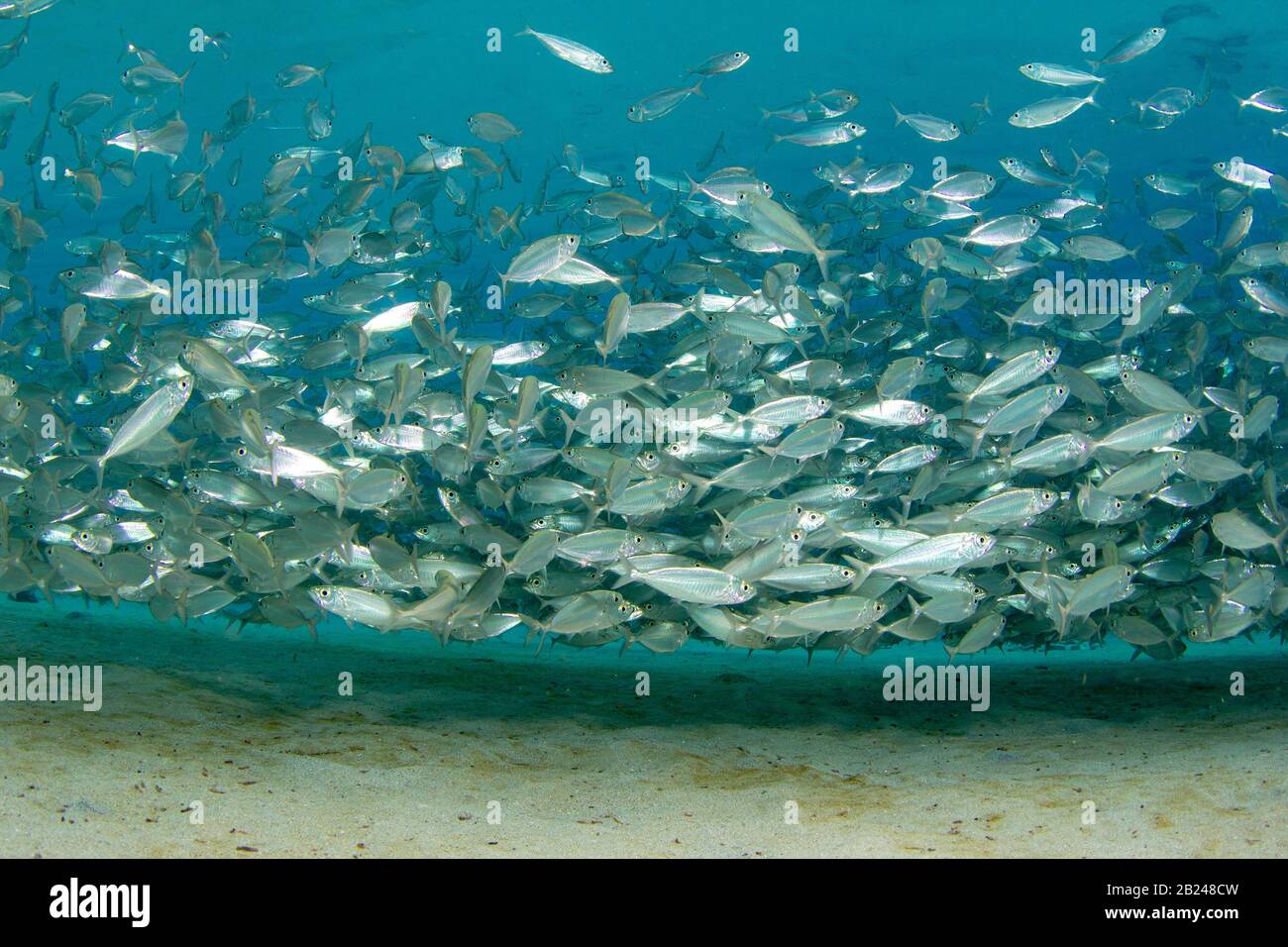 School of blue runner jackfish (Caranx crysos), Playa Grandi, Curacao Stock Photo